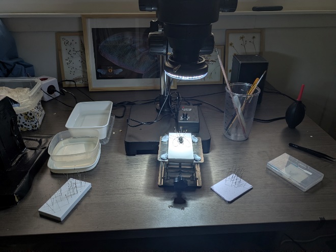 Prepareren onder de stereomicroscoop
